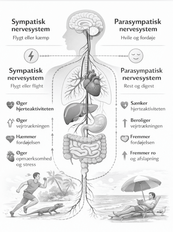 Illustration af forskellen mellem det sympatiske og parasympatiske nervesystem og deres rolle i et overbelastet nervesystem